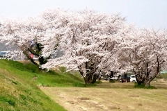 黒田庄の桜【2019年4月】