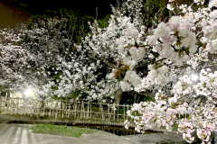 岡本南公園の桜（東灘区）【2025年4月】