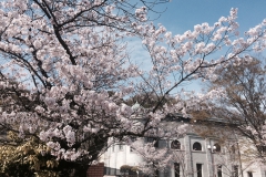 桜　～神戸市水の科学館～