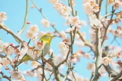 曽根天満宮の梅【2019年3月】