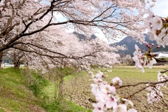 丹波の桜並木【2024年4月】