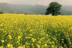 長野県飯山市　花の駅千曲川